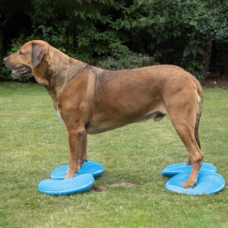Köpekler eğitim yardımları den - Flying Disc Dog Training Toy incelemesi ve fiyatı