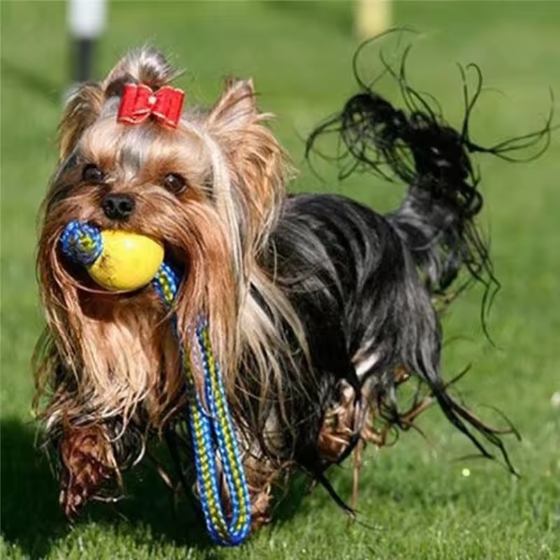 1 adet Dişlere Dayanıklı Isırm - Indestructible Dog Chew Toy incelemesi ve fiyatı