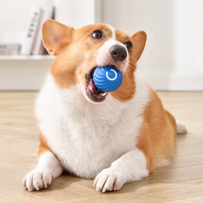 Köpek Oyuncakları Akıllı Yerçe - Suction Cup Dog Tug Toy incelemesi ve fiyatı