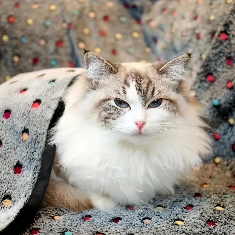 3 adet yumuşak kabarık evcil h - Pet Beds incelemesi ve fiyatı
